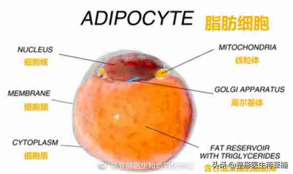 一次性说清“吸脂”，顶你做半年功课！（下）