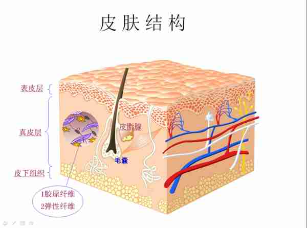 药学博士：护肤界“补水神器”透明质酸（玻尿酸），真的有用吗？