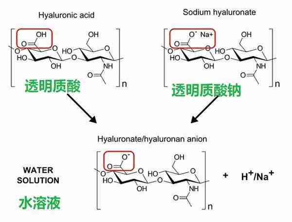 药学博士：护肤界“补水神器”透明质酸（玻尿酸），真的有用吗？