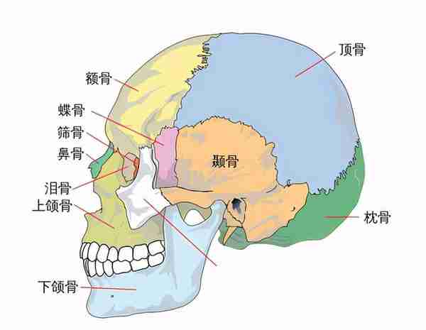 矫正牙齿对脸型的影响大吗？什么样的情况下，脸型改变会更明显？